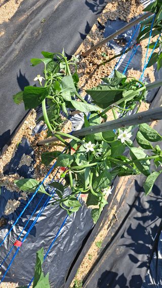 자일리님의 고추 · 병해충상담 작성글 사진