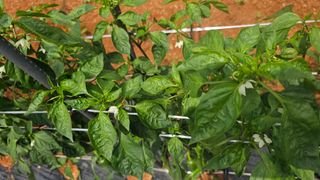 정의영님의 고추 · 병해충상담 작성글 사진