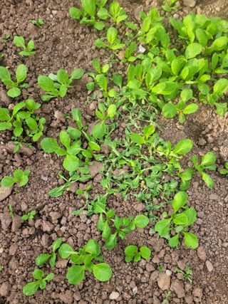 전남 장흥 장주하님의 배추 · 병해충상담 작성글 사진