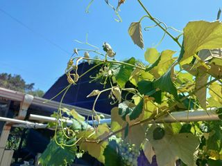 제주할아범님의 포도 · 병해충상담 작성글 사진