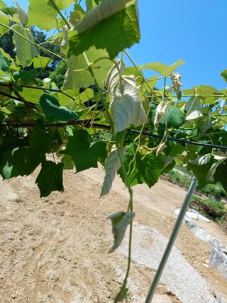 제주할아범님의 포도 · 병해충상담 작성글 사진