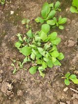 팜모닝 배추·병해충상담 게시글 이미지