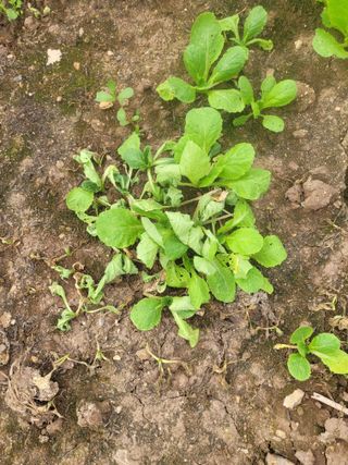 전남 장흥 장주하님의 배추 · 병해충상담 작성글 사진