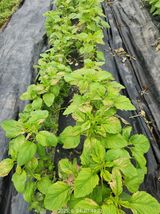 팜모닝 참깨·병해충상담 게시글 이미지