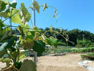 제주할아범님의 포도 · 병해충상담 작성글 사진