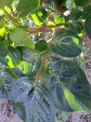 감4785님의 감 · 병해충상담 작성글 사진