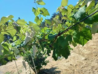 제주할아범님의 포도 · 병해충상담 작성글 사진