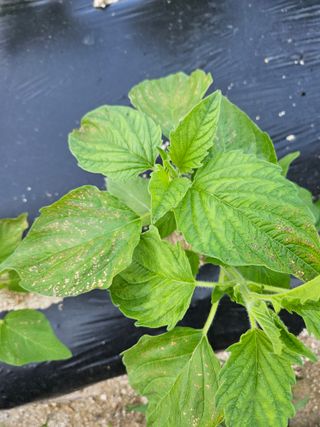 omany님의 참깨 · 병해충상담 작성글 사진