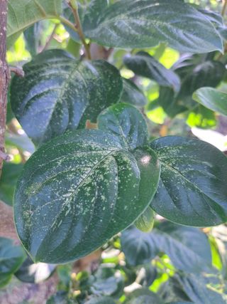 감4785님의 감 · 병해충상담 작성글 사진