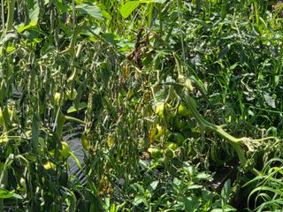 용진님의 토마토 · 병해충상담 작성글 사진