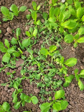 전남 장흥 장주하님의 배추 · 병해충상담 작성글 사진