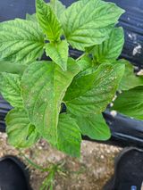 팜모닝 참깨·병해충상담 게시글 이미지