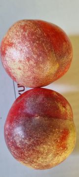 팜모닝 복숭아·병해충상담 게시글 이미지