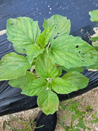 omany님의 참깨 · 병해충상담 작성글 사진