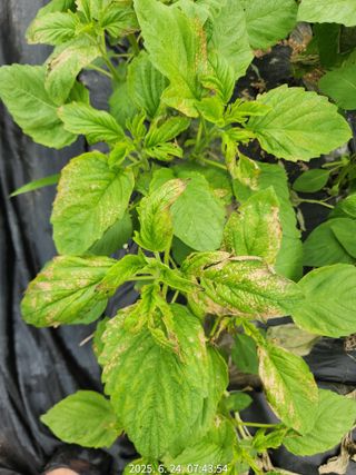 신월님의 참깨 · 병해충상담 작성글 사진