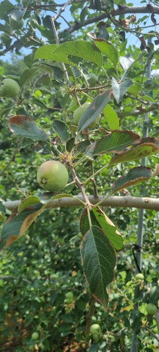 김은희님의 사과 · 병해충상담 작성글 사진