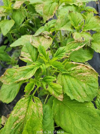 신월님의 참깨 · 병해충상담 작성글 사진