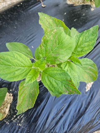 omany님의 참깨 · 병해충상담 작성글 사진