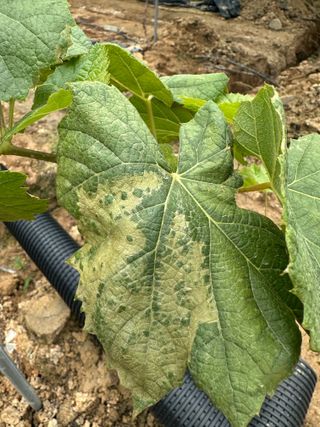 정진님의 포도 · 병해충상담 작성글 사진