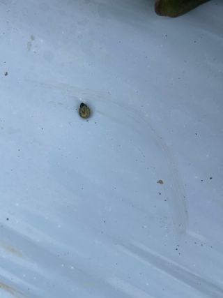 하우스상추님의 상추 · 병해충상담 작성글 사진