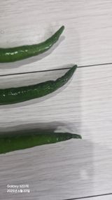 팜모닝 고추·병해충상담 게시글 이미지