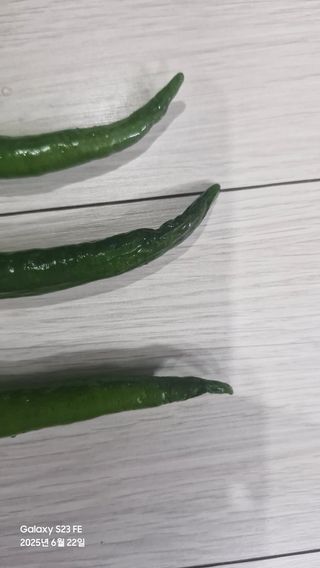 법공성산님의 고추 · 병해충상담 작성글 사진