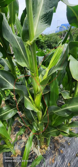 한밭골님의 옥수수 · 병해충상담 작성글 사진
