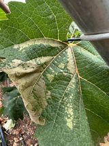 팜모닝 포도·병해충상담 게시글 이미지