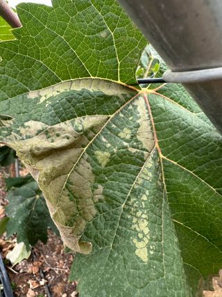 정진님의 포도 · 병해충상담 작성글 사진