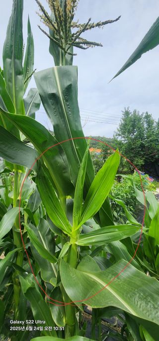 한밭골님의 옥수수 · 병해충상담 작성글 사진