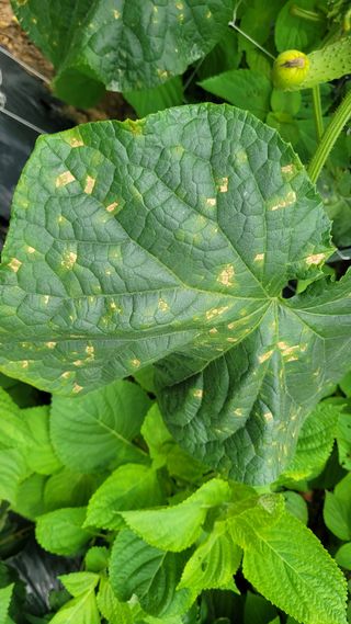 장석오님의 오이 · 병해충상담 작성글 사진