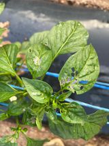 팜모닝 고추·병해충상담 게시글 이미지