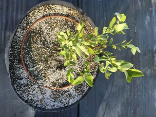 김경자님의 블루베리 · 병해충상담 작성글 사진