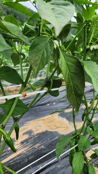 두아들아빠님의 고추 · 병해충상담 작성글 사진