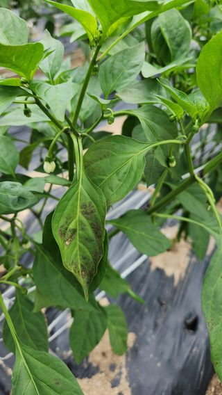 두아들아빠님의 고추 · 병해충상담 작성글 사진