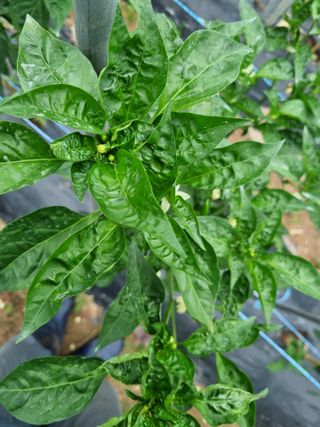 팽철규님의 고추 · 병해충상담 작성글 사진