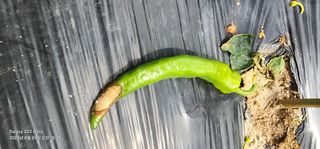 한밭골님의 고추 · 병해충상담 작성글 사진