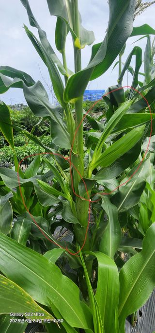 한밭골님의 옥수수 · 병해충상담 작성글 사진