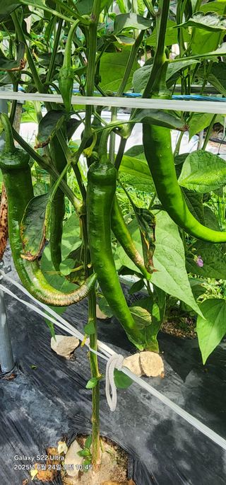 한밭골님의 고추 · 병해충상담 작성글 사진