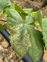 팜모닝 포도·병해충상담 게시글 이미지