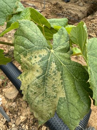 정진님의 포도 · 병해충상담 작성글 사진