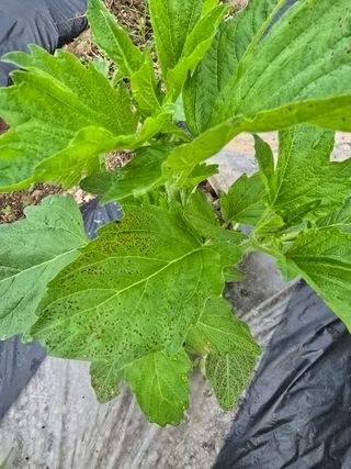 藝園님의 참깨 · 병해충상담 작성글 사진