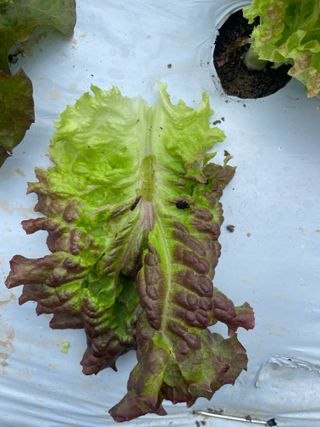 하우스상추님의 상추 · 병해충상담 작성글 사진