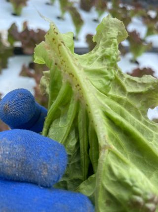 하우스상추님의 상추 · 병해충상담 작성글 사진