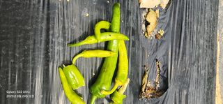 한밭골님의 고추 · 병해충상담 작성글 사진