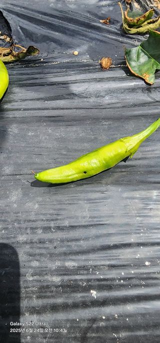 한밭골님의 고추 · 병해충상담 작성글 사진