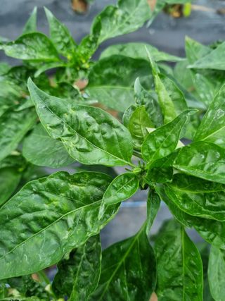 팽철규님의 고추 · 병해충상담 작성글 사진