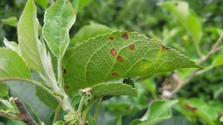 장석오님의 사과 · 병해충상담 작성글 사진