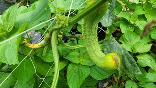 장석오님의 오이 · 병해충상담 작성글 사진