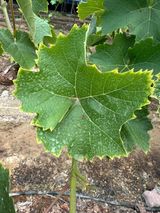 팜모닝 포도·병해충상담 게시글 이미지